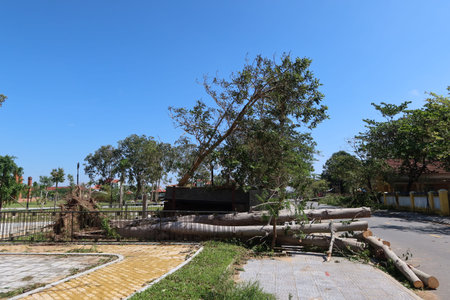 Hoi An, Vietnam, October 29, 2020: Large fallen trees in the city of Hoi An due to the passage of Typhoon Molaveのeditorial素材
