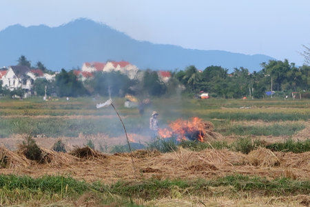 Hoi An, Vietnam, May 7, 2021: A man burns the straw during the first rice harvest of 2021 in Hoi An, Vietnamのeditorial素材