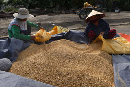 Hoi An, Vietnam, May 7, 2021: A man and a woman fill sacks of rice during the first rice harvest of 2021 in Hoi An, Vietnamのeditorial素材