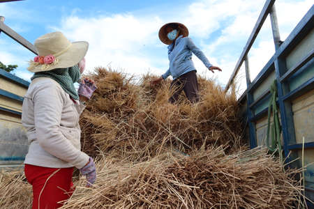 Hoi An, Vietnam, May 7, 2021: Two women load straw bales into a truck during the first rice harvest of 2021 in Hoi An, Vietnamのeditorial素材