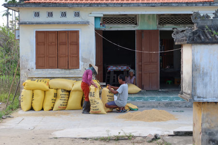 Hoi An, Vietnam, May 7, 2021: A man and a woman fill sacks of rice next to their home during the first rice harvest of 2021 in Hoi An, Vietnamのeditorial素材