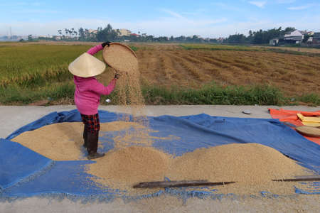 Hoi An, Vietnam, May 7, 2021: A woman cleans grain with the help of the wind during the first rice harvest of 2021 in Hoi An, Vietnamのeditorial素材
