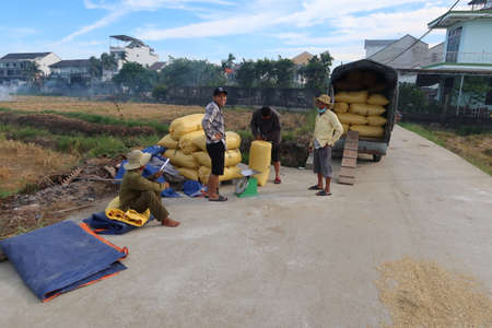 Hoi An, Vietnam, May 7, 2021: Several men loading sacks of rice onto a truck during the first rice harvest of 2021 in Hoi An, Vietnamのeditorial素材