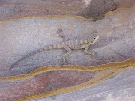 Petra, Jordan. August 16, 2010: Lizard on the marbled rock of Petra Mountain, Jordanのeditorial素材