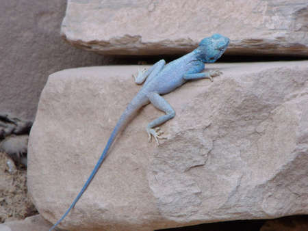 Petra, Jordan. August 16, 2010: Blue colored lizard on the rocks of Petra, Jordanのeditorial素材