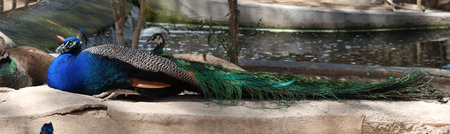 Reina Sofia Park, Guardamar del Segura, Alicante, Spain, May 8, 2024: Panoramic view of a peacock in the Reina Sofia Park in Guardamar del Segura, Alicante, Spainの写真素材