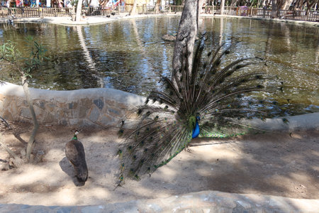 Reina Sofia Park, Guardamar del Segura, Alicante, Spain, May 8, 2024: A peacock with its tail spread out courts a female in the Reina Sofia Park in Guardamar del Segura, Alicante, Spainの写真素材