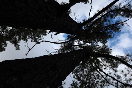 Vilaflor, Tenerife, Spain, October 29, 2025: Backlighting of two beautiful Canary Island pines that...