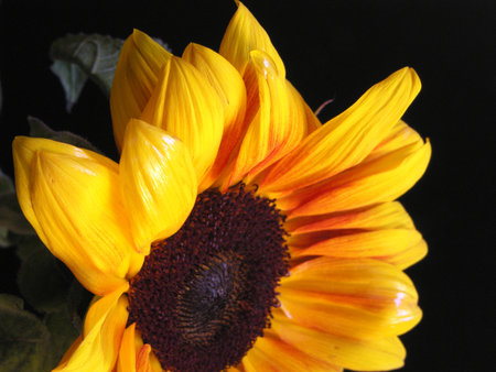 Sunflowerの写真素材