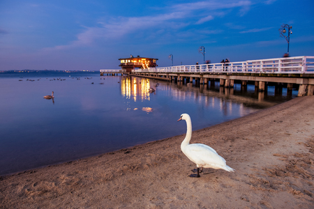 Swan and pier in Puck at night. Baltic Sea, Poland.の写真素材