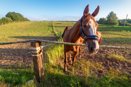 Typical polish horse on a summer pastureの写真素材