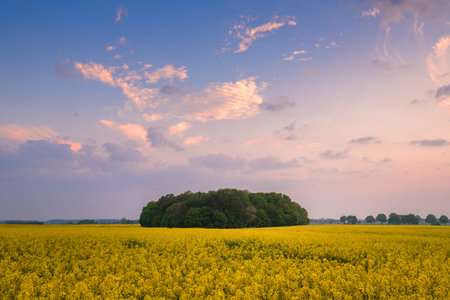 Yellow rape field and beautiful colorful sky. Sunset time. Poland.