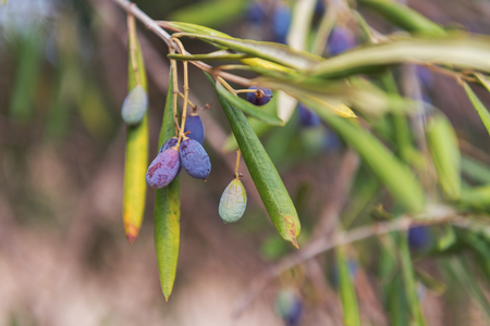 Green olives on the olive tree.の写真素材