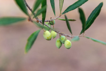 Green olives on the olive tree.の写真素材
