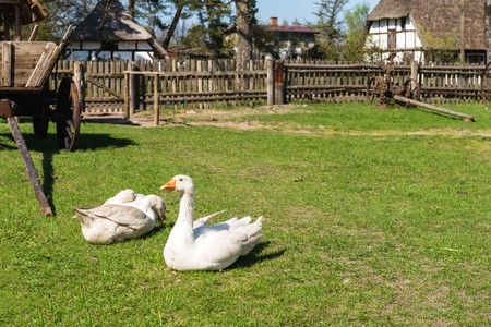 Geese in the yard at the open-air museum in Kluki village. Polandのeditorial素材