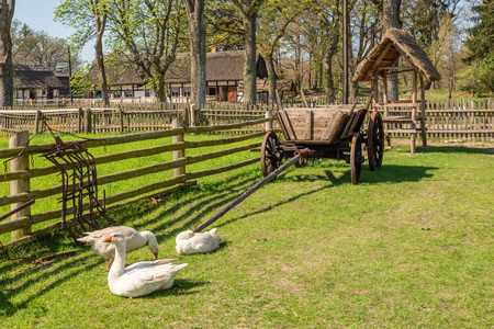 Geese grazing on the grass in open-air museum of the Kluki village in Slowinski National Park. Polandのeditorial素材