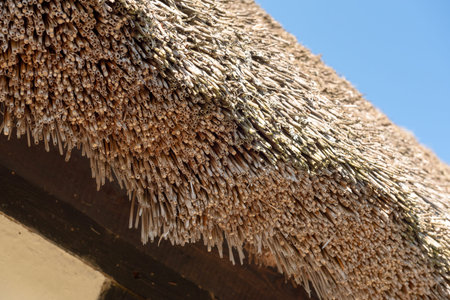 Thatched roof of traditional old house.の写真素材