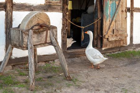 Domestic white geese walking near old wooden hut. Kluki, Polandの写真素材