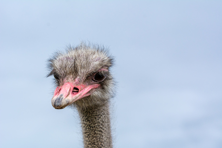 The head of an ostrich closeup on a blue background.の写真素材