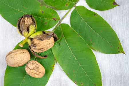 Fresh walnuts with leaves, garden harvest, healthy food.