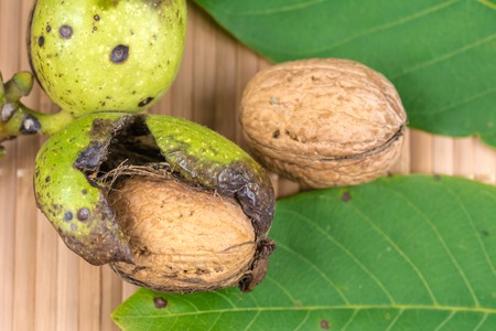 Closeup of fresh walnuts. Garden harvest, healthy food.Closeup of fresh walnuts. Garden harvest, healthy food.の写真素材