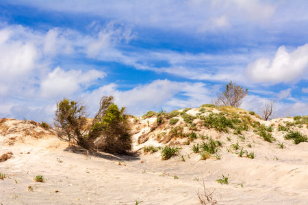 Plants growing on sand dunes of Elafonisi beach in Crete, Greeceの写真素材