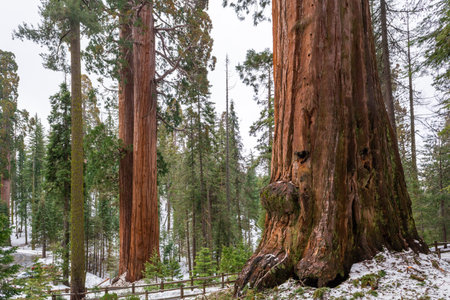 Sequoia National Park in California. The park is notable for its giant sequoia trees. USAの写真素材