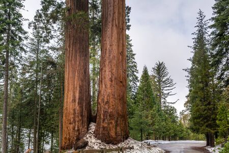 Sequoia National Park in California. The park is notable for its giant sequoia trees. USAの写真素材