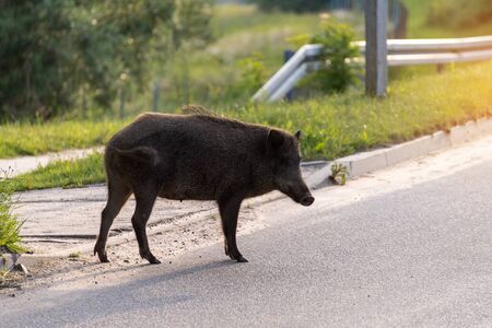 Wild boar walk on the street in the city and looks for food.の写真素材