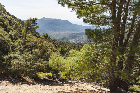 Mountain vegetation on the island of Majorca. Spain