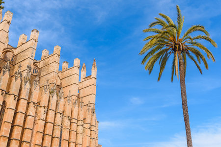 La Seu, the gothic cathedral de Palma de Mallorca and palm tree under blue sky, Balearic Islands,...