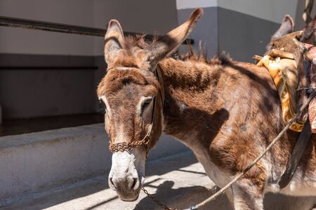 Donkey are waiting for tourists. Using donkey taxi to the Acropolis is a popular tourist attraction in Rhodes, Greeceの写真素材
