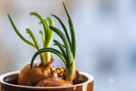 Onion with chives growing at home on the kitchen window. The concept of healthy organic food.