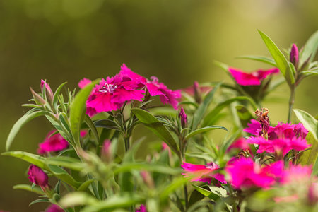 Beautiful summer flowers in natural background.
