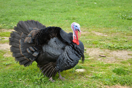 The domesticated turkey in a farmyard. Meleagris gallopavo