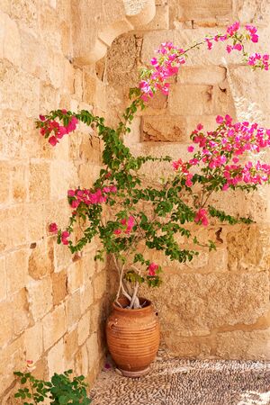Flowers in a pot against the backdrop of an ancient wall in the town of Lindos on the island of Rhodes. Greeceの写真素材