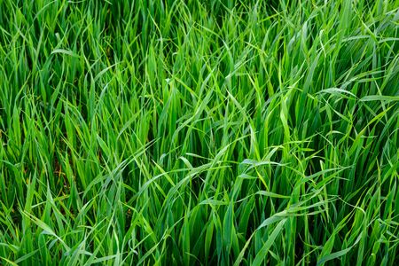 Young green wheat seedlings growing in a field.の写真素材