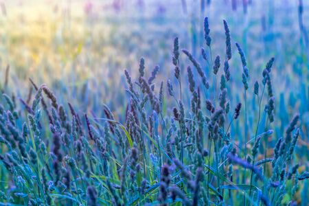 Meadow grass in the field in blue shadows.の写真素材