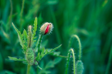 Bud of wild poppy flower growing on a summer meadowの写真素材