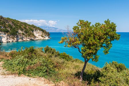 Olive tree growing on coast of Zakynthos island. Greeceの写真素材