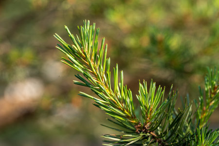 Young branches of pine tree. Closeup of green pine tree young needles.
