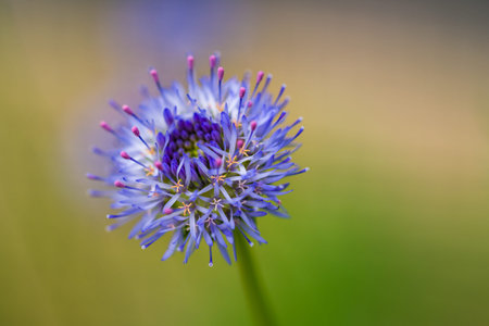 Blue wild flower blooming during summer. Macro photo with green background.の写真素材