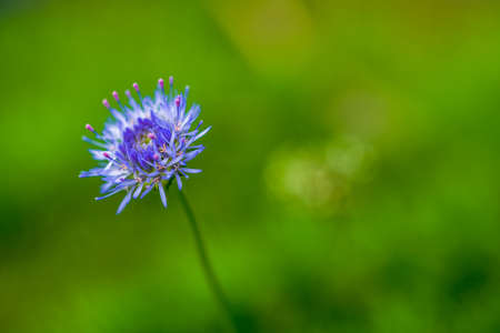 Blue wild flower blooming during summer. Macro photo with green background.の写真素材