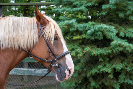 Closeup of the head of a brown horse in a bridleの写真素材