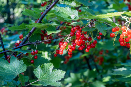 Red currant berries on the bush in the garden.
