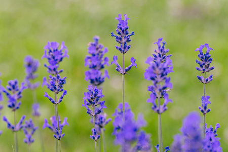 Lavender flowers in the summer garden, closeup. Selective focus