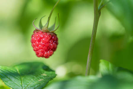 Ripe raspberry In the fruit garden. Growing organic berries closeup.の写真素材
