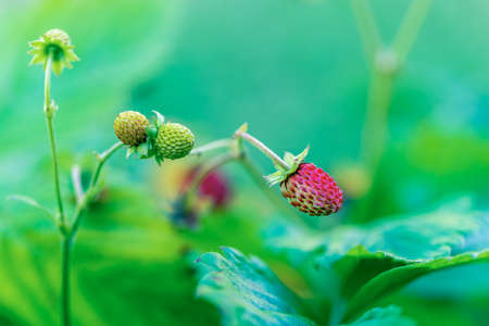 Ripe wild strawberry In the fruit garden. Growing organic berries closeup.の写真素材