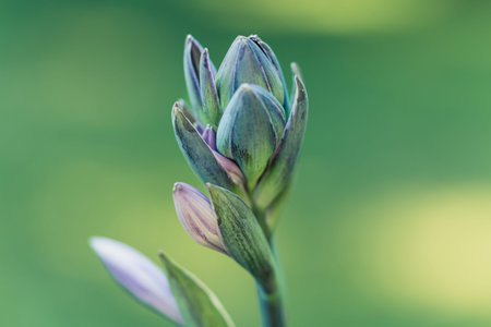 Blooming hosta buds.Ornamental leafy garden plant. Flowering garden plant, closeup.