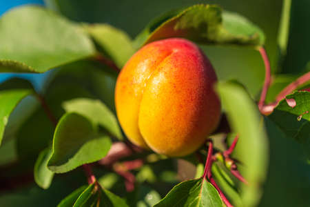 Ripe apricot hanging from a tree branch. Orchard in the summerの写真素材